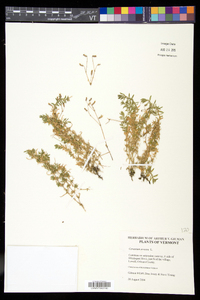 Cerastium arvense image