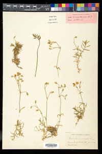 Cerastium arvense image