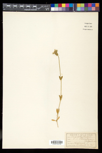 Cerastium fontanum subsp. vulgare image