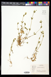 Cerastium fontanum subsp. vulgare image