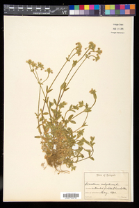 Cerastium fontanum subsp. vulgare image