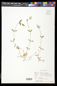 Cerastium fontanum subsp. vulgare image