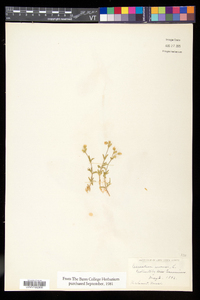 Cerastium arvense image