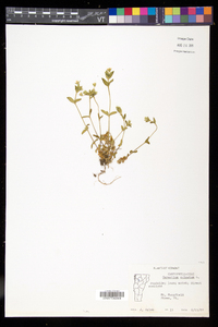 Cerastium fontanum subsp. vulgare image