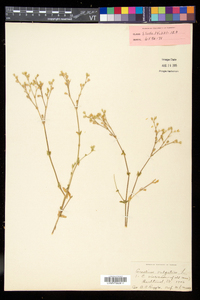 Cerastium fontanum subsp. vulgare image