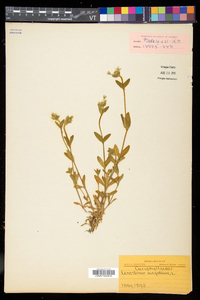 Cerastium fontanum subsp. vulgare image