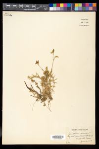 Cerastium arvense image