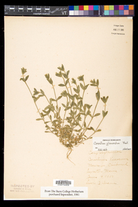 Cerastium glomeratum image