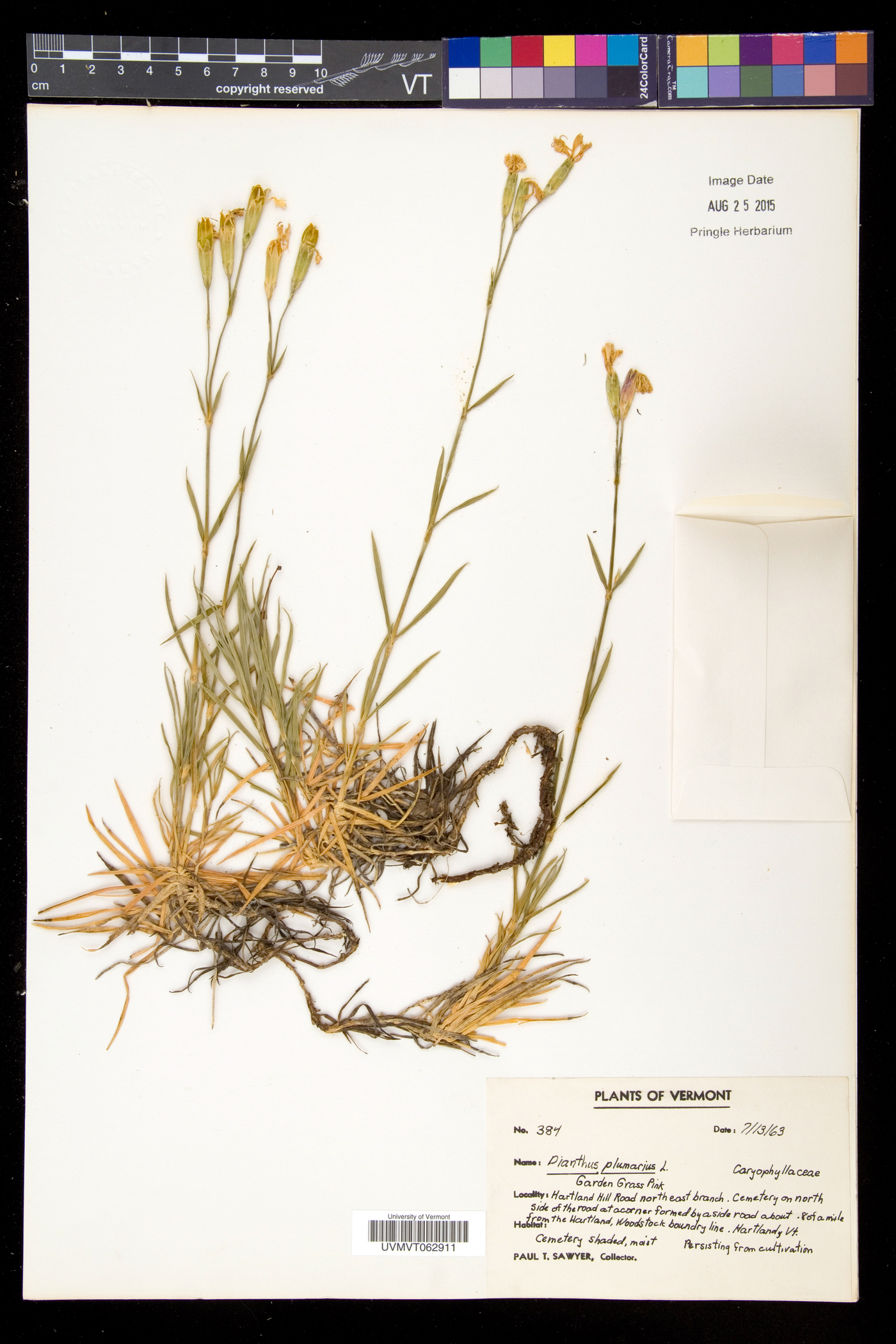 Dianthus plumarius image