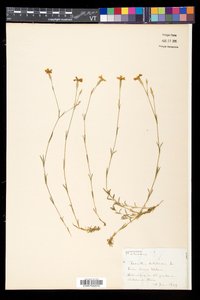 Dianthus deltoides image