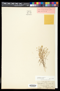 Gypsophila muralis image