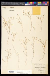 Gypsophila muralis image