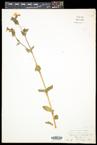 Silene latifolia image