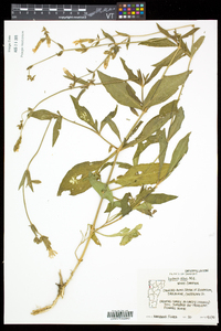 Silene latifolia image