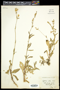 Silene latifolia image