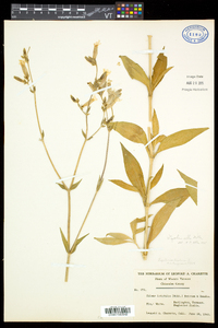 Silene latifolia image