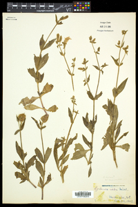 Silene latifolia image