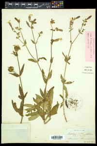 Silene latifolia image