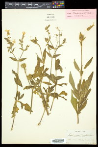 Silene latifolia image