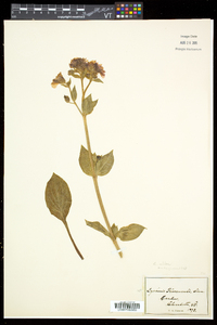 Silene latifolia image