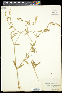 Silene latifolia image