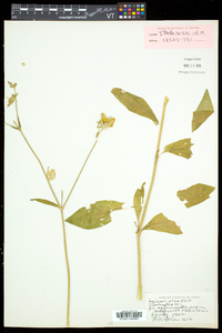 Silene latifolia image