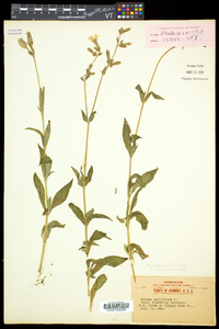 Silene latifolia image