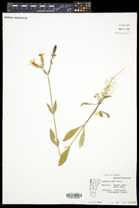 Silene latifolia image