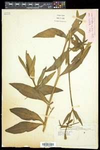 Silene latifolia image