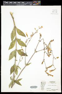 Silene latifolia image