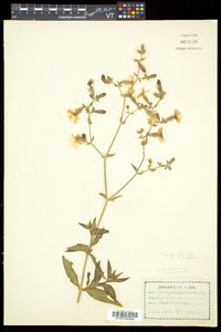 Silene latifolia image