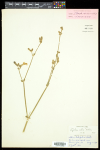 Silene latifolia image