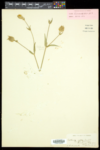 Silene latifolia image