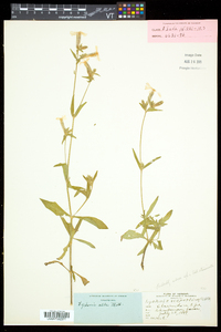 Silene latifolia image