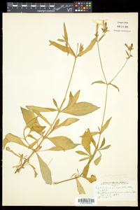 Silene latifolia image