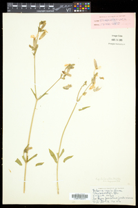 Silene latifolia image