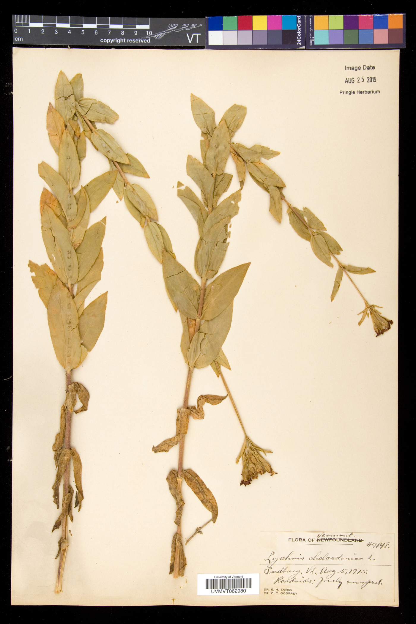 Silene chalcedonica image