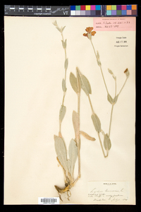 Silene coronaria image