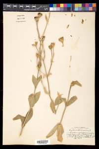 Silene coronaria image