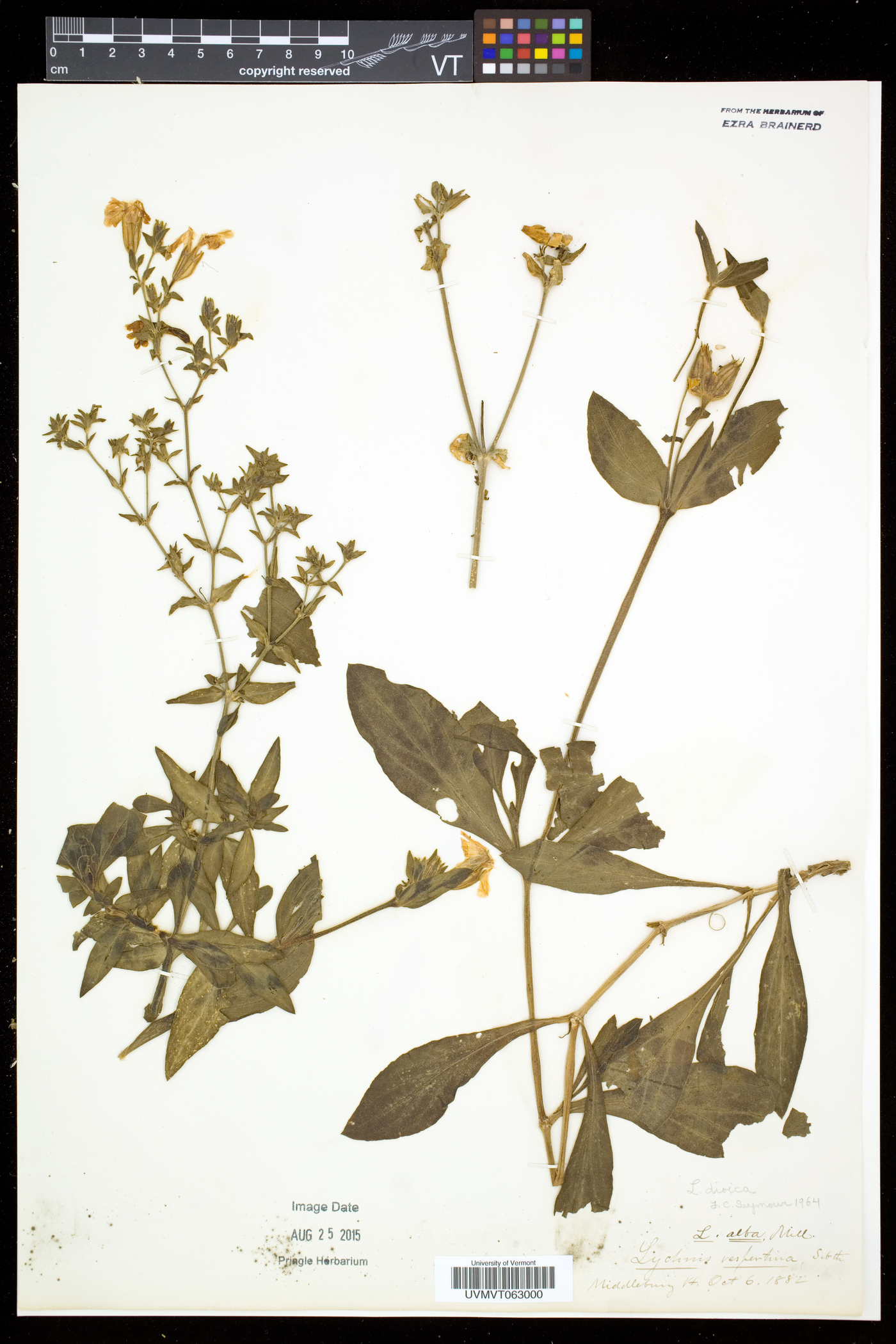 Silene dioica image