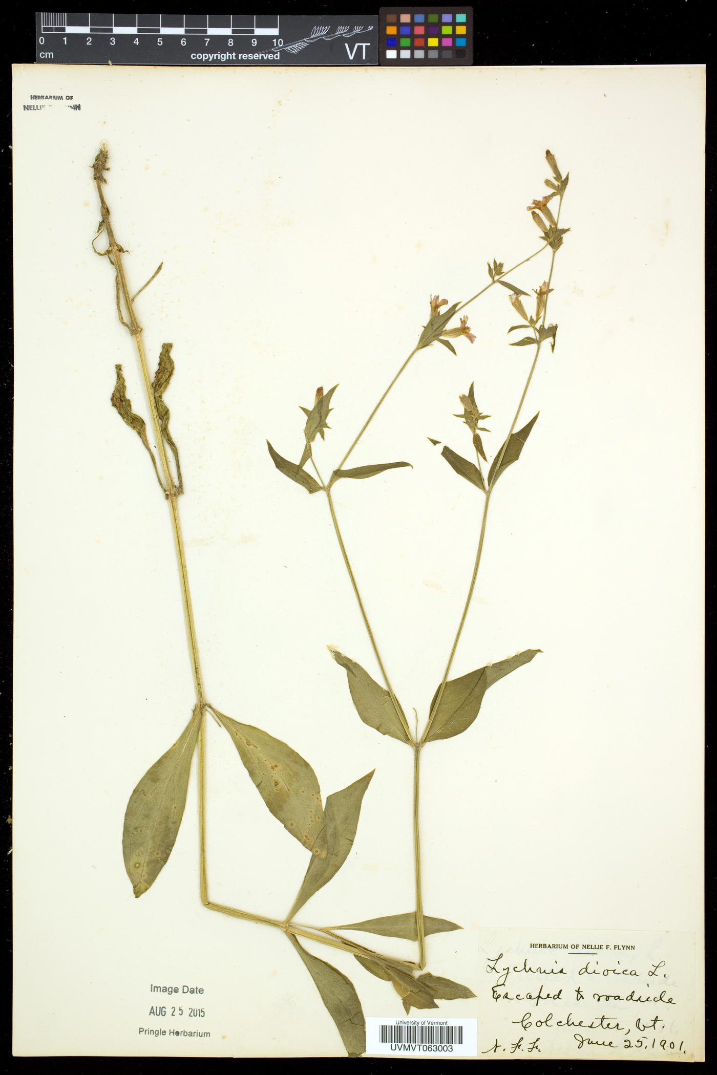 Silene dioica image