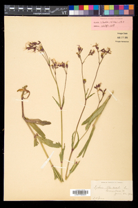 Silene flos-cuculi image