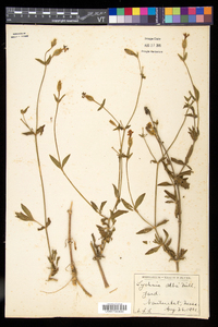 Silene latifolia image