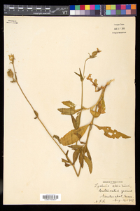 Silene latifolia image