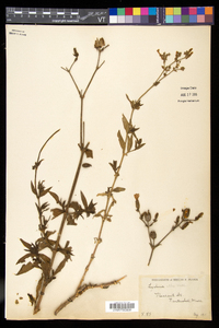 Silene latifolia image