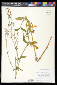 Silene latifolia image