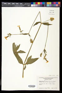 Silene latifolia image