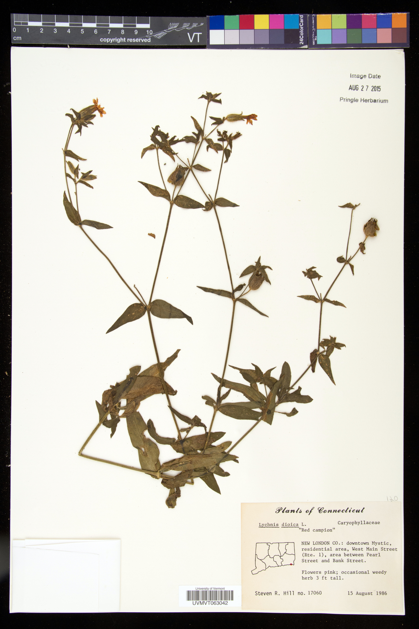 Silene dioica image