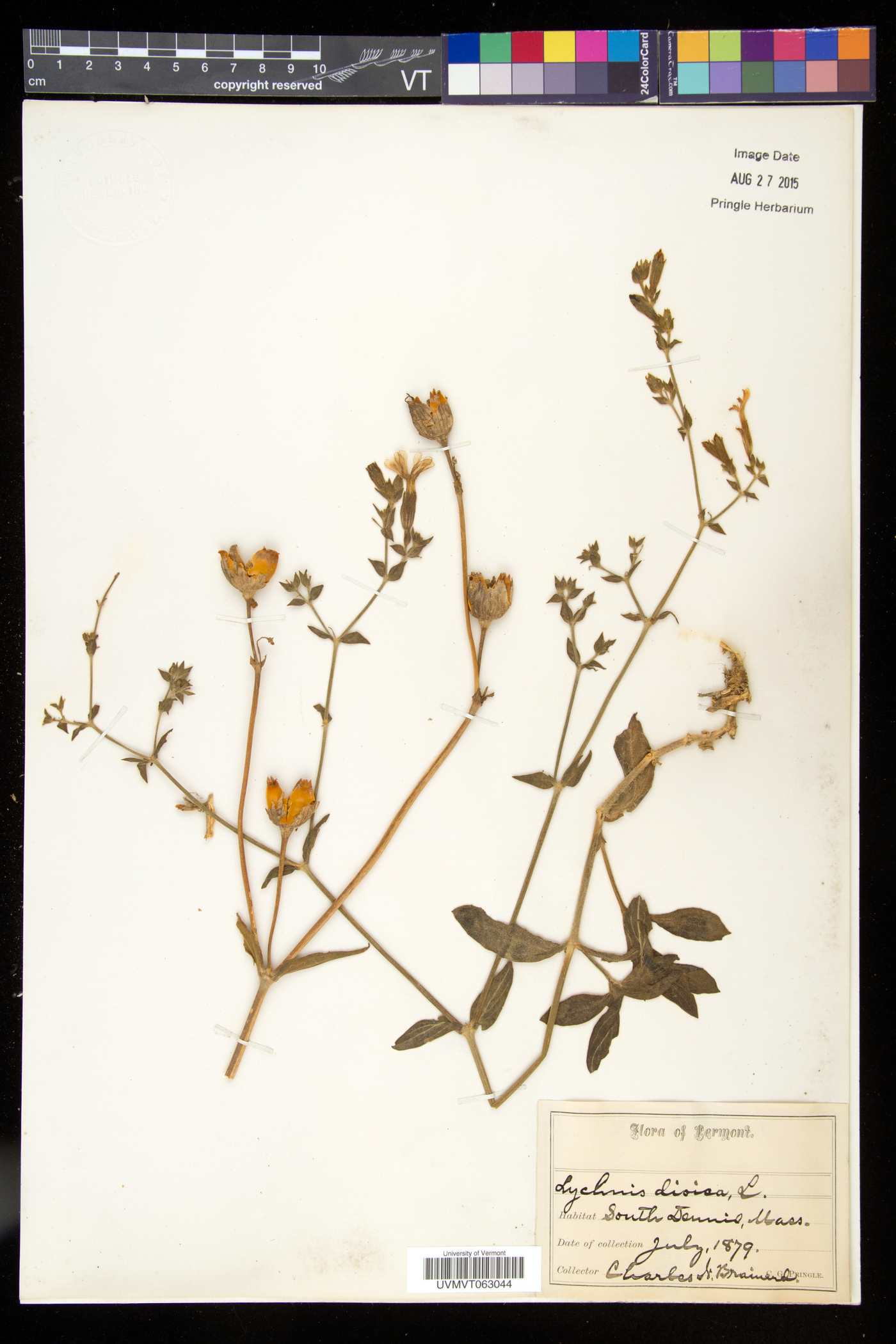 Silene dioica image