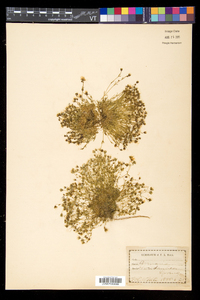 Mononeuria groenlandica image